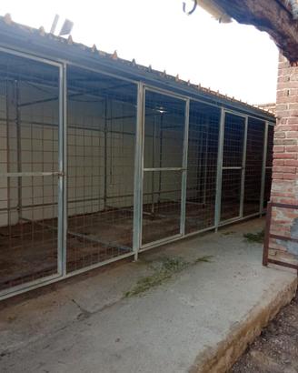 Box cani