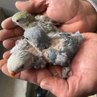 Inseparabili pappagalli pulli 3460315916