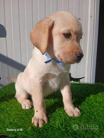 Labrador con pedigree