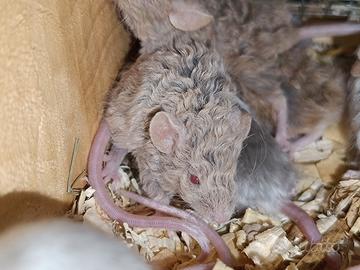 Topo mus musculus