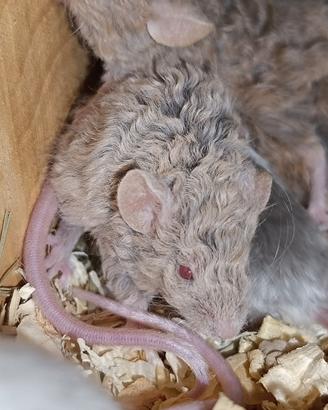 Topo mus musculus