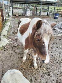 Pony femmina