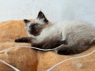 Gattini incrocio sacro di birmania / siamese