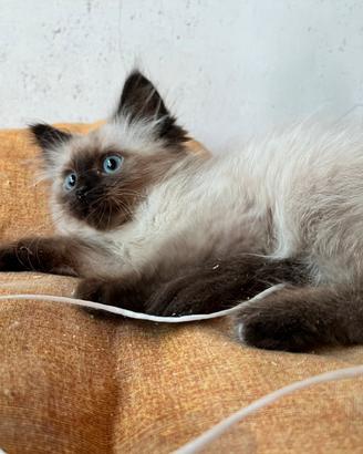 Gattini incrocio sacro di birmania / siamese