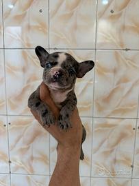ULTIMI 3 maschietti bulldog francese