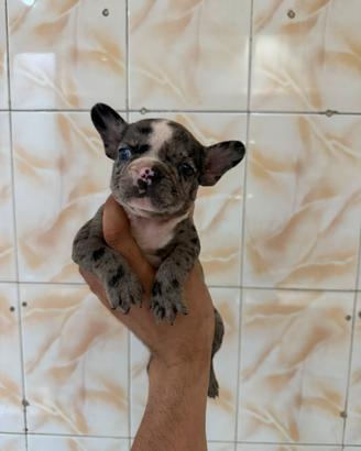 ULTIMI 3 maschietti bulldog francese