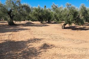Terreno agricolo con casaletto