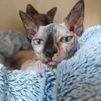 Canadian Sphynx Cuccioli Pedigree - Prenotazioni