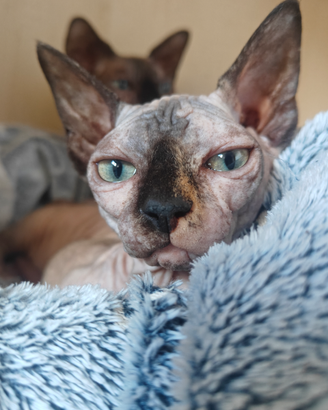 Canadian Sphynx Cuccioli Pedigree - Prenotazioni