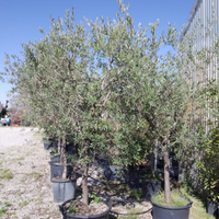 Piante Olivi