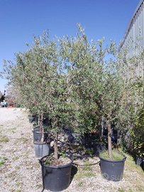 Piante Olivi