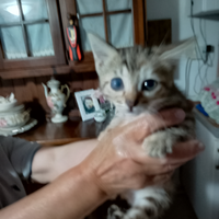 1 Gattino svezzato