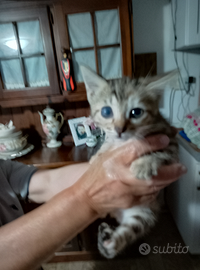 1 Gattino svezzato