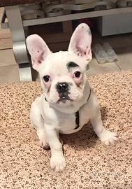 Bulldog francese El chapo