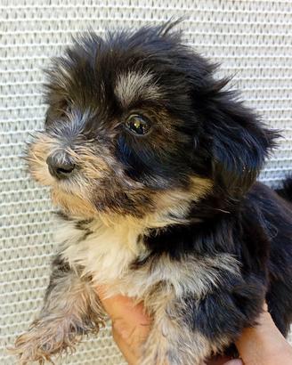 maltipoo toy