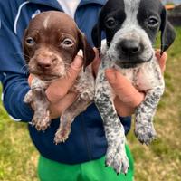 Bracco Pointer da tartufo