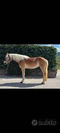 Haflinger castrone