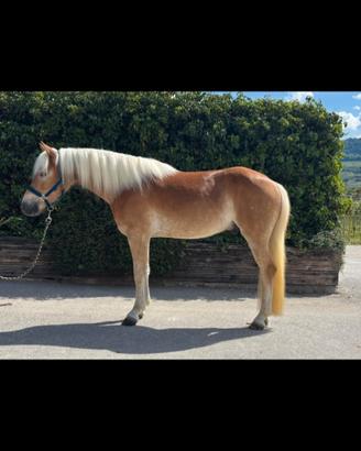 Haflinger castrone