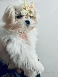 Maltese pedigree taglia piccola