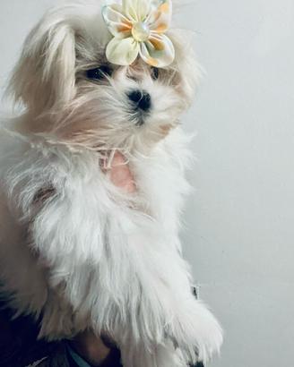 Maltese pedigree taglia piccola