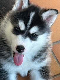 Cuccioli di husky