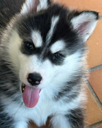 Cuccioli di husky