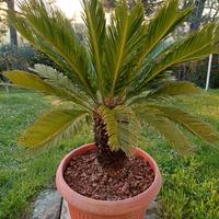 CYCAS REVOLUTA