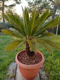 CYCAS REVOLUTA