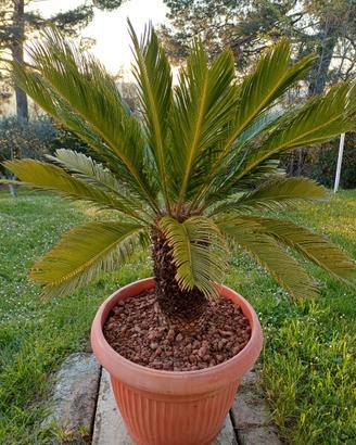 CYCAS REVOLUTA