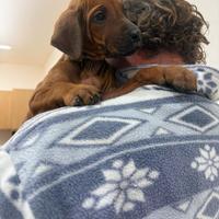 Argo splendido cucciolo di Rhodesian Ridgeback