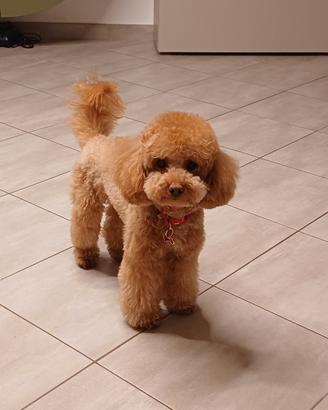 Barboncini Toy per monta