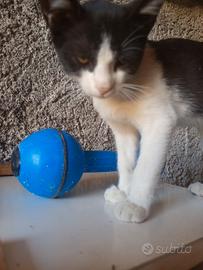 gatto nero e bianco