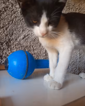 gatto nero e bianco