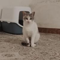Vivian gattina 8 mesi