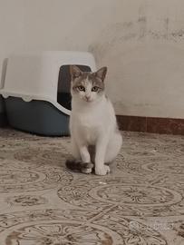 Vivian gattina 8 mesi