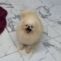 BATUFFOLO spitz PEDIGREE Pomerania TOY cucciolo