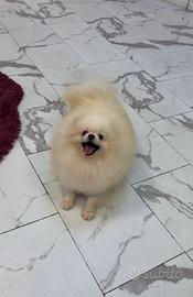 BATUFFOLO spitz PEDIGREE Pomerania TOY cucciolo