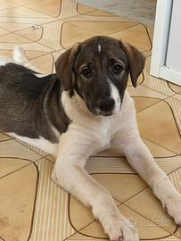 Taglia media cane meticcio Labrador pastore
