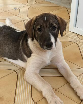 Taglia media cane meticcio Labrador pastore