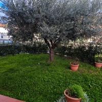 Albero di ulivo
