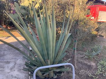 Agave