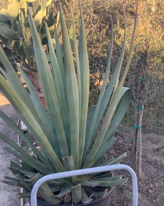 Agave