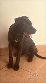 Cucciolo cane corso pedigree enci - fci