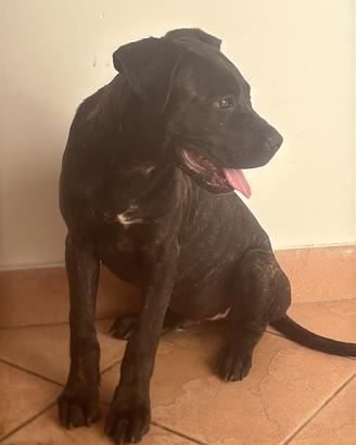 Cucciolo cane corso pedigree enci - fci