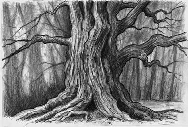 disegno grafite albero