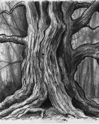 disegno grafite albero