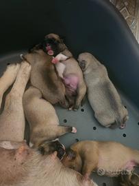 Cuccioli di french pug
