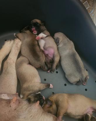 Cuccioli di french pug