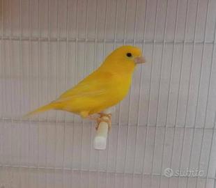 Canarini bianco recessivo e gialli