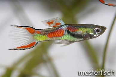 Endler